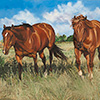 Drew's Horses